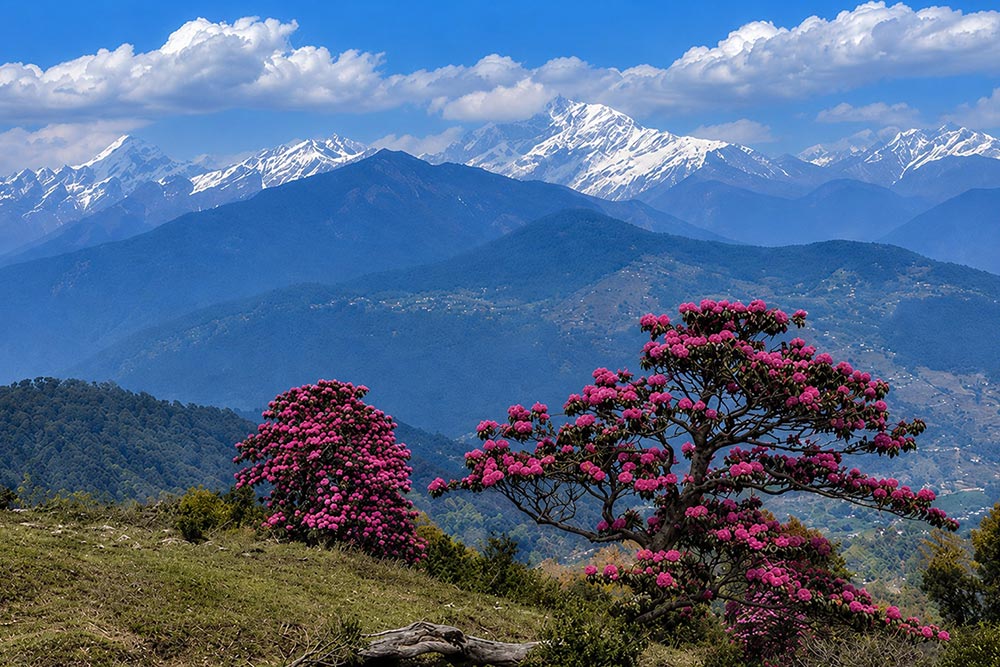 Himvana Homestay photo
